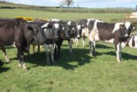Teagasc Finalises Dairy Share Farming Agreement  Agrilandie with regard to Share Farming Agreement Template