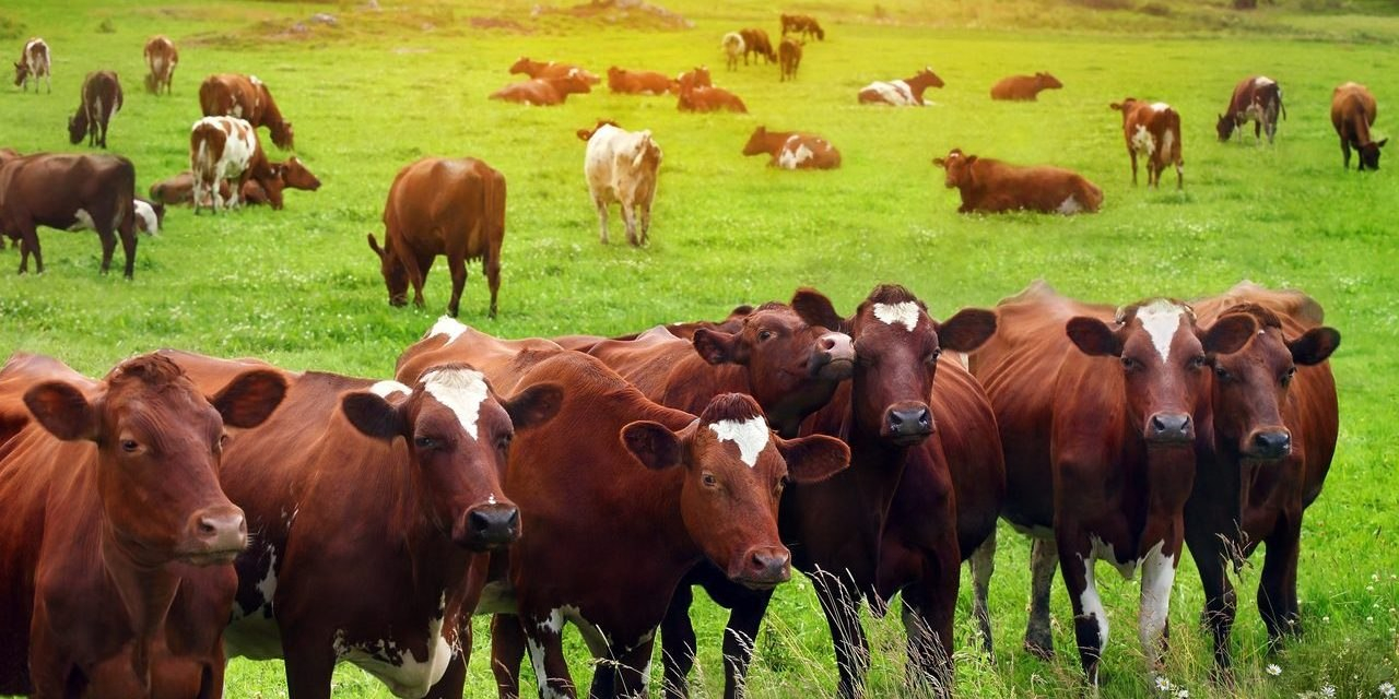Starting Beef Cattle Farming Business Plan Pdf  Startupbiz Global pertaining to Livestock Business Plan Template